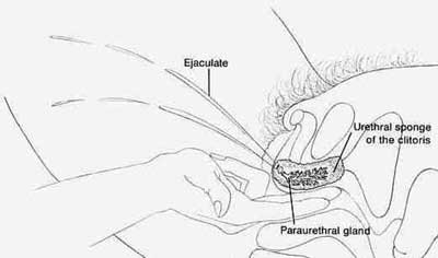 Picture of Female Ejaculation: Women's Anatomy, Prostate, Clitoris, Sexual Health